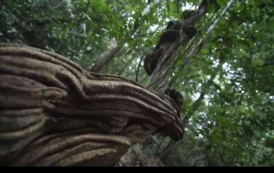 TOUR AROMÁTICO - Aura da Amazônia